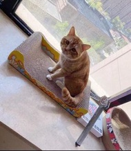 貓貓貴妃椅床貓抓板