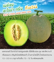เมล็ดพันธุ์  เมล่อน อะโรม่า กรีน ทีเอ 244 - Melon (Hybrid) Aroma Green TA244 ตราดอกแตง เมล็ดพันธุ์คุณภาพ "เพื่อนเกษตรกร"
