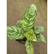 ♞,♘,♙aglaonema (indoor plants)