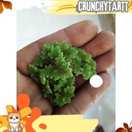 READY 1kg azolla seeds, guaranteed life until the destination of azolla DVNS