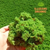Fresh Azolla 1kg Makanan haiwan ternakan