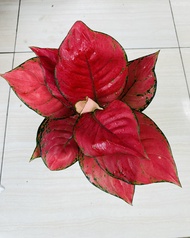 red anjamani murah - tanaman hias aglaonema / aglonema - jumbo