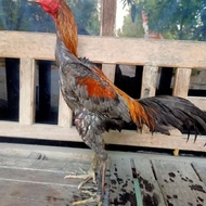 Ayam Jago Mangon Yokeree Trah Pukul Syaraf lawan