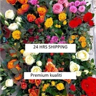 POKOK BUNGA ROSE/TAHAN PANAS/24 HRS SHIPPING