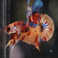 Koi Betta Fish Same as Picture (Message for video) Multicolour Betta Fish Yellow Koi Betta Fish Red