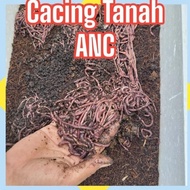 [PROMO] - CACING TANAH BERSIH HIDUP 1KG CACING ANC HIDUP PREMIUN