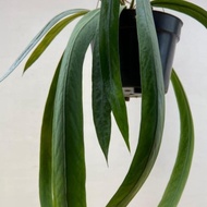 Tanaman hias Anthurium Dasi - Anthurium Vittarifolium - tanaman hias