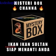 Mistery Box Channa Auranti, Stewarti, Andrao, Red Barito, Pulchra, dll