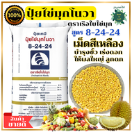 ปุ๋ยสูตร 8-24-24 ปุ๋ยไข่มุกโนวา ตราเรือใบไข่มุก ช่วยให้ขั้วเหนียว เร่งดอก ผลใหญ่ ลูกดก เม็ดปุ๋ยสีเหลือง พืชดูดกินธาตุอาหารได้ยาวนานและสม่ำเสมอ  สามารถเจริญเติบโตอย่างต่อเนื่อง