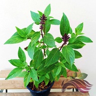 [Herbs] Thai Basil 九层塔 by LS Group