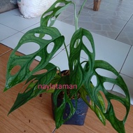 tanaman hias pohon janda bolong/monstera-daun janda bolong