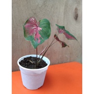 BungaKeladi/Caladium[Red Cloud &amp;Bomba]