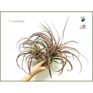 AIR PLANT TILLANDSIA LOVE KNOT AIRPLANT 空气草 空气凤梨 无土植物