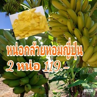 หน่อกล้วยหอมญี่ปุ่นพันธุ์แท้2หน่อ 119บาทขนาดหน่อตัดยอดยาว30-40ซม.