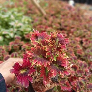 Tanaman hias miana coleus premium/miana cleous langka