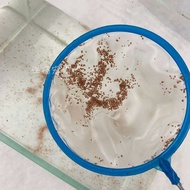 daphnia&kutu air Net