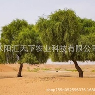 Seed Ready Stock New Product Flower Desert Tree Seed Best-Selling Seed Storage Box Gardening Gift Hi