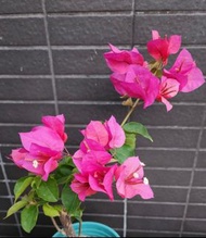 三角梅盆栽，正在開花。