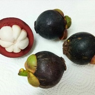 Pokok Mesta / Manggis Jepun Kahwin