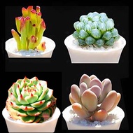 【Succulent】 Succulent Plant Pot Combination Flower Pot Plant Indoor Four Seasons