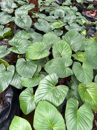 Homalomena Expedita/Homalomena Rubescens/Kemoyan hijau/Kemoyan merah/Pokok hiasan hidup/Indoor plant