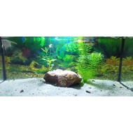 Ready Stock  Alive Aquarium Grass / Fish Grass Breeding : Aquarium Fish Shrimp Grass Plant