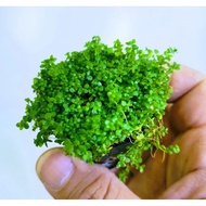 Hemianthus Callitrichoides Cuba (Dwaft Baby Tears) 迷你矮珍珠  - aquarium aqua plant [high]