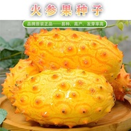 Giant Delicious Ginseng Fruit Seeds Mars Fruit Seeds South African Fire Fruit Balcony Potted Fruit F