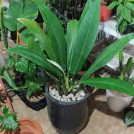 tanaman philodendron lynette ukuran dewasa - tanaman philo linet -