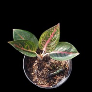 Aglaonema Adelia 1