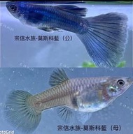 宗信水族_莫斯科藍孔雀魚對魚