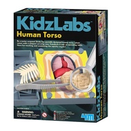 4M KidzLabs - Human Torso Anatomy