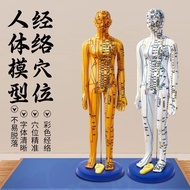 Chinese Moxibustion Human Body Model Meridian Human Body Model Can Tie Practice Whole Body Meridian 