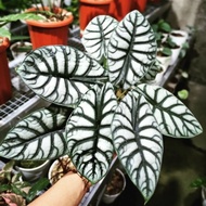 tanaman alocasia dragon silver