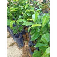 pokok durian belanda