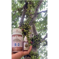 Fruit production booster h1b3