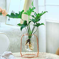 Philodendron Selloum Indoor Plants Green Plants Potted Plant Absorbing Formaldehyde Purifying Air Of