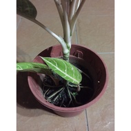 Aglaonema Dona Carmen