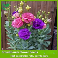 500 pcs/bag Eustoma Grandiflorum Seeds Easy Grow Philippines -  Tropical Flower Seeds