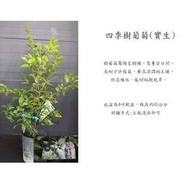 心栽花坊-四季樹葡萄(實生)售價700特價550