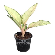 ลัคกี้ หรือ โชคดี ใบสีขาวครีม (Aglaonema lucky) กระถาง 6 นิ้ว