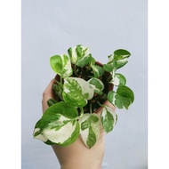 💢Pothos Njoy💢Pokok Hidup