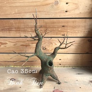 Apricot bonsai root / peach bonsai