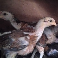 Ayam Pelung Anakan Jumbo Berkualitas