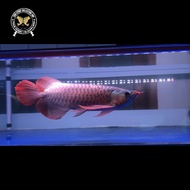 Ikan Arwana Super Red 41Cm Special Juara Kontes