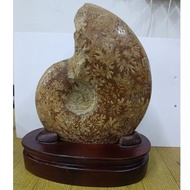 Ammonite fossil seashell with base C05