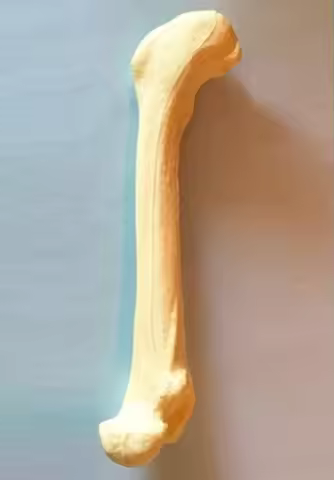Dog femur Operation Practice Artificial bone model Orthopedic medical artificial bone animal bone Ca