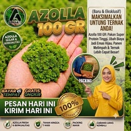 Azolla 100 gr Seeds with live guarantee
