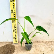 TKL - Monstera Burle Marx Flame Rare Plant Flame Monstera 巴西火焰龟