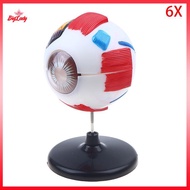 NFPH> Eyeball Anatomy Model For Eye Diseases Study, 6X Human Eye Anatomy Model Eye Anatomy Model Hum